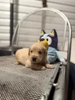 Peter, a male Golden Retriever for sale in Alma, GA – 4 of 4
