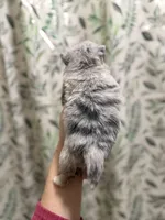 Freddy, a male Pomeranian for sale in Alma, GA – Photo 6 of 8