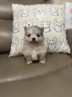 Freddy, a male Pomeranian for sale in Alma, GA – Photo 1 of 8