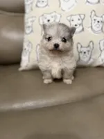 Freddy, a male Pomeranian for sale in Alma, GA – Photo 7 of 8