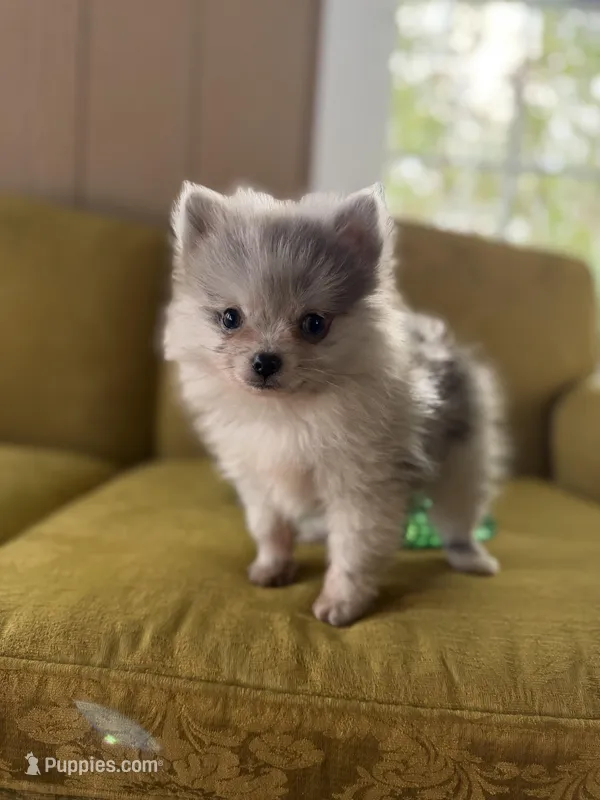 Freddy – Pomeranian puppy for sale in Alma, GA