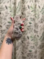 Freddy, a male Pomeranian for sale in Alma, GA – Photo 4 of 8