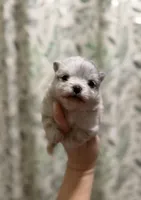 Freddy, a male Pomeranian for sale in Alma, GA – Photo 2 of 8