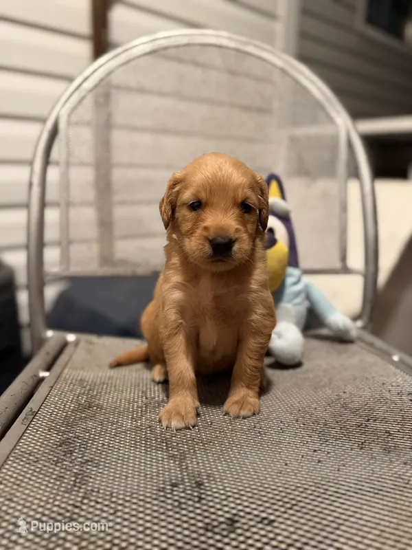 Red Man – Golden Retriever puppy for sale in Alma, GA