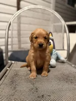 Red Man, a male Golden Retriever for sale in Alma, GA – 1 of 4