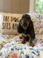 Tootsie, a female Basset Hound for sale in Alma, GA – 6 of 7