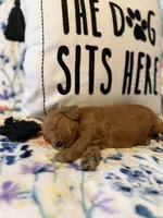 Lady, a female Miniature Goldendoodle for sale in Alma, GA – 4 of 5