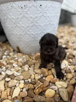 Blue, a male Miniature Goldendoodle for sale in Alma, GA – 4 of 4