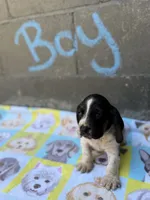 Spot, a male Basset Hound for sale in Alma, GA – 3 of 5