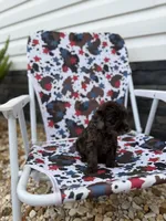 Pearl, a male Miniature Goldendoodle for sale in Alma, GA – 6 of 10