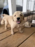 Wallen, a male Golden Retriever for sale in Alma, GA – 3 of 9