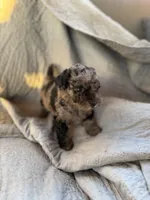 Charlie, a male Yorkipoo for sale in Alma, GA – 2 of 3
