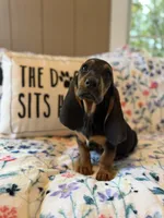 Tootsie, a female Basset Hound for sale in Alma, GA – 7 of 7