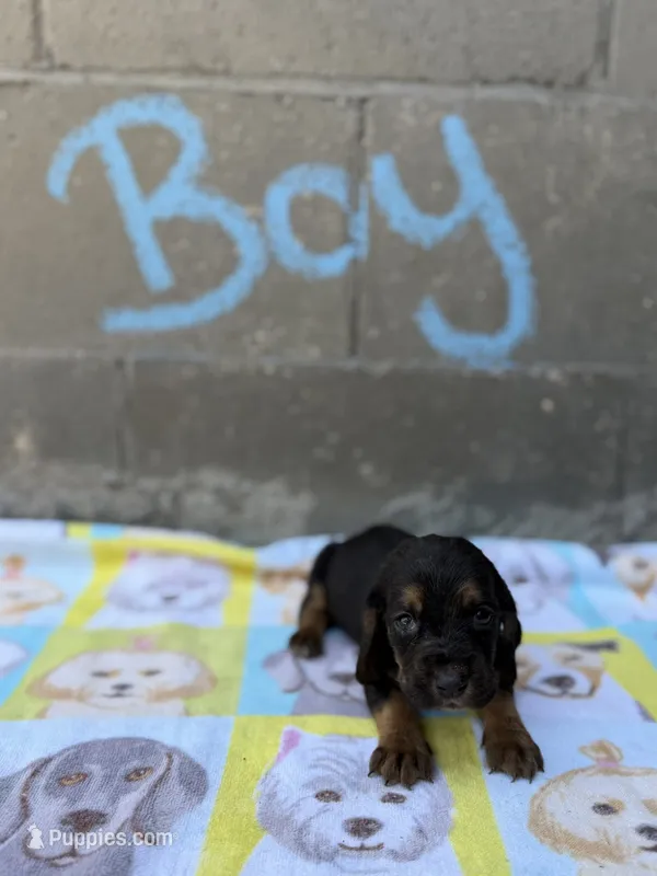 Harry – Basset Hound puppy for sale in Alma, GA