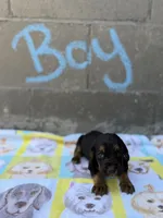Harry, a male Basset Hound for sale in Alma, GA – 1 of 4