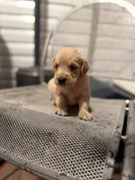 Sunshine, a female Golden Retriever for sale in Alma, GA – 4 of 4