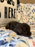 Pearl, a female Miniature Goldendoodle for sale in Alma, GA – 6 of 6