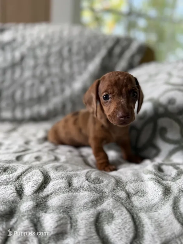 Red – Miniature Dachshund puppy for sale in Alma, GA