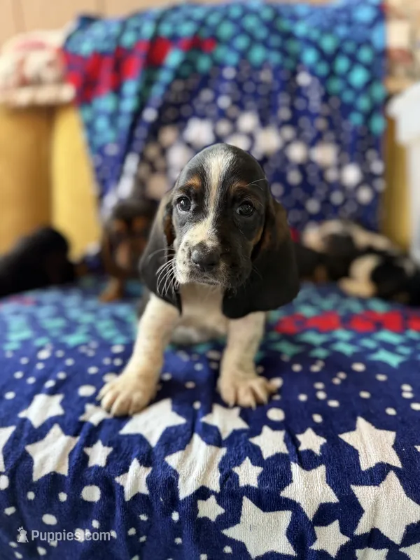 Spot – Basset Hound puppy for sale in Alma, GA