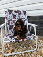 Rover, a male Basset Hound for sale in Alma, GA – 9 of 9