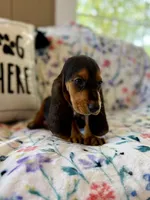 Rover, a male Basset Hound for sale in Alma, GA – 9 of 10