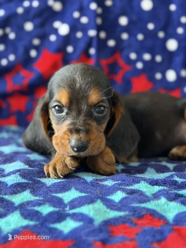 Rover – Basset Hound puppy for sale in Alma, GA