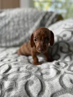 Red, a male Miniature Dachshund for sale in Alma, GA – 2 of 4