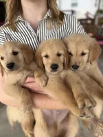 Wallen, a male Golden Retriever for sale in Alma, GA – 7 of 9
