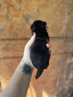 Duke, a male Yorkipoo for sale in Alma, GA – Photo 3 of 3