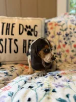 Tri, a male Basset Hound for sale in Alma, GA – 5 of 5