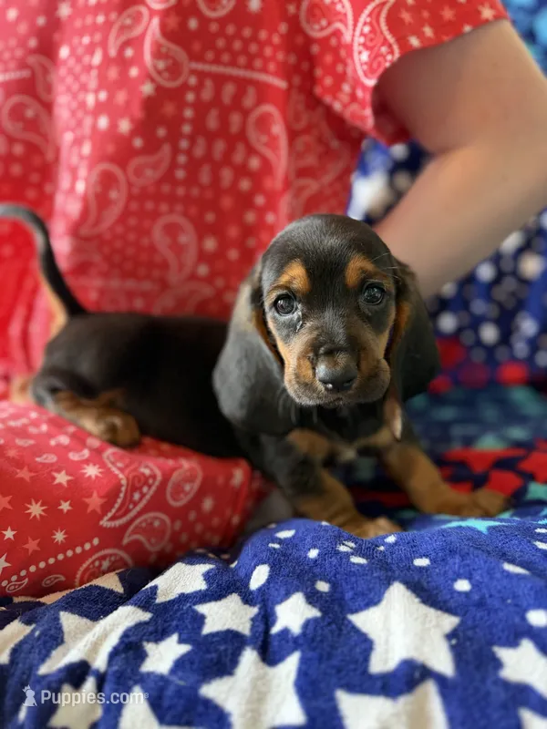 Tootsie  – Basset Hound puppy for sale in Alma, GA