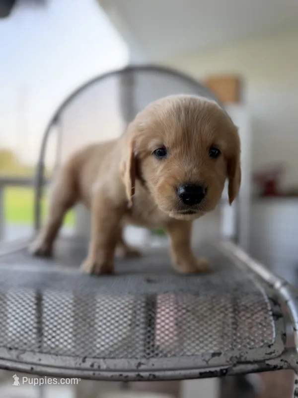 Cowboy – Golden Retriever puppy for sale in Alma, GA