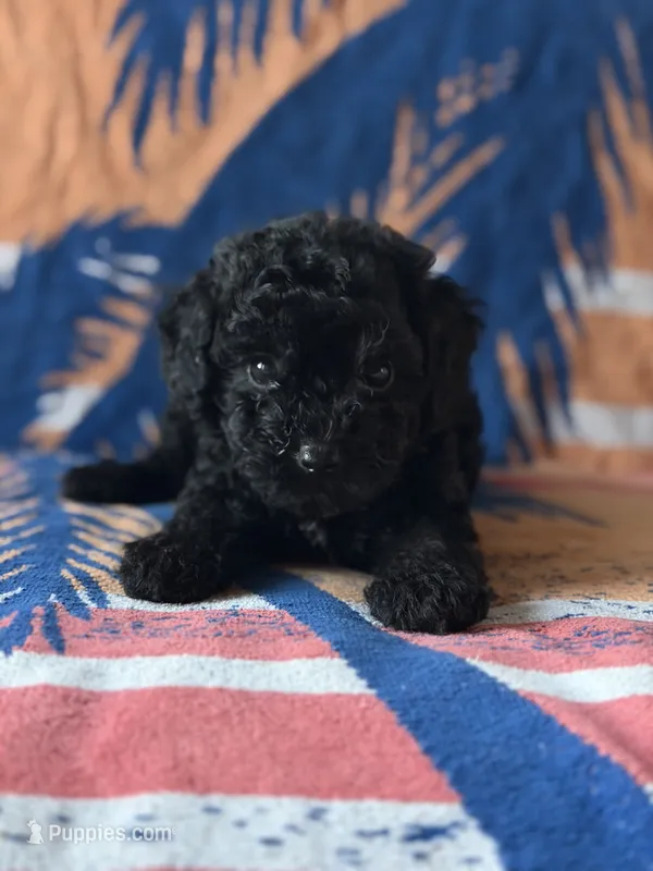 Smoke – Yorkipoo puppy for sale in Alma, GA