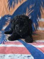 Smoke, a male Yorkipoo for sale in Alma, GA – 2 of 10