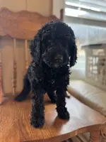 Tina, a female Miniature Goldendoodle for sale in Alma, GA – Photo 2 of 4