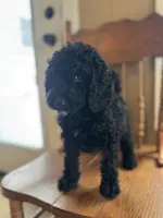 Tina, a female Miniature Goldendoodle for sale in Alma, GA – Photo 3 of 4