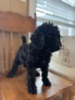 Tina, a female Miniature Goldendoodle for sale in Alma, GA – Photo 4 of 4