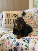 Tootsie, a female Basset Hound for sale in Alma, GA – 4 of 7