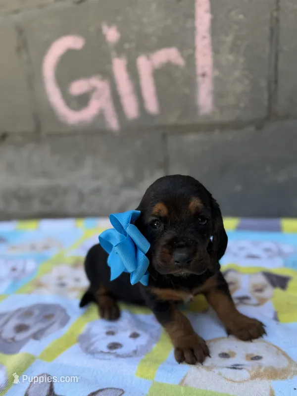Tootsie  – Basset Hound puppy for sale in Alma, GA