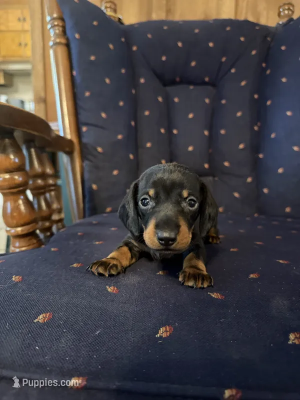 Mr Weiner  – Miniature Dachshund puppy for sale in Alma, GA