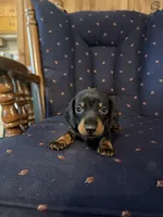 Mr Weiner , a male Miniature Dachshund for sale in Alma, GA – 1 of 4