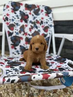 Red, a male Miniature Goldendoodle for sale in Alma, GA – 3 of 6