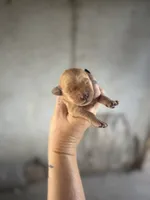 Goldie, a female Goldendoodle for sale in Alma, GA – Photo 2 of 3