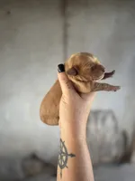 Goldie, a female Goldendoodle for sale in Alma, GA – Photo 1 of 3