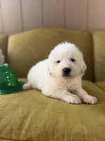 Wendy, a female Great Pyrenees for sale in Alma, GA – Photo 1 of 7