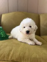 Wendy, a female Great Pyrenees for sale in Alma, GA – Photo 7 of 7