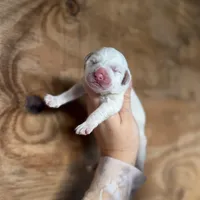 Wendy, a female Great Pyrenees for sale in Alma, GA – Photo 6 of 7
