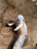 Wendy, a female Great Pyrenees for sale in Alma, GA – Photo 5 of 5