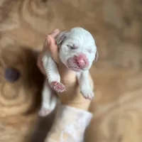 Wendy, a female Great Pyrenees for sale in Alma, GA – Photo 2 of 7