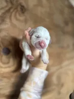 Wendy, a female Great Pyrenees for sale in Alma, GA – Photo 1 of 5